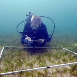 Carbon Storage In The Seagrass Beds Of Abu Dhabi