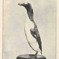 False Rediscovery Of Great Auk In Wyoming