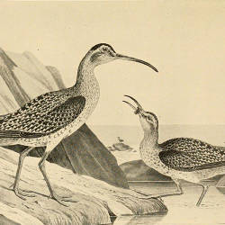 An Eskimo Curlew Captured At Sea, Robert Barbour