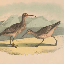 The Destruction Of The Curlew, A.c. Bent