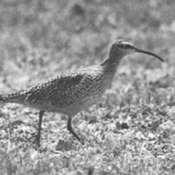 The Last Confirmed Sighting Of The Eskimo Curlew In The Wild Occurs In Barbados
