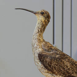 Final Reckoning For Eskimo Curlew