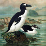 Great Auk