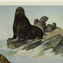 The Guardian And Protector Of The Seal Harem, I. Veniaminof