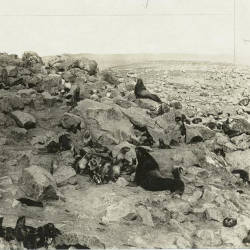 Fur Seals On The California Coast, C.m. Scammon