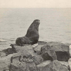 International Convention To Protect Fur Seals