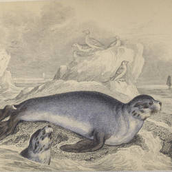 The Fur Seal Herd Comes Of Age, Victor B Scheffer