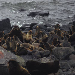 A Home In The Pribilof Islands, Yva Momatiuk