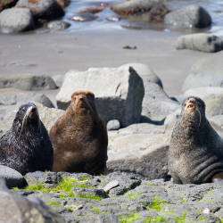 Trawling Threatens Pribilof Seals, Mayor Pat Pletnikoff