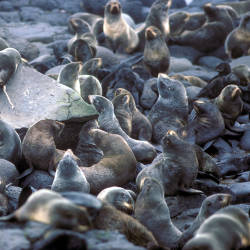 Fur Seals Declining Rapildy, Doug O’harra