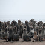 Northern Fur Seals