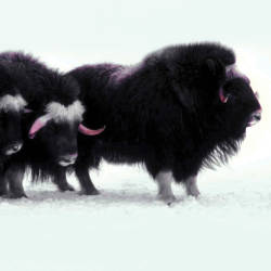 In the Arctic, more rain may mean fewer musk oxen