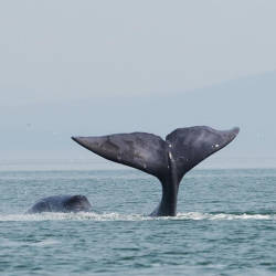 Moratorium on commercial whaling