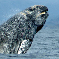 California gray whales removed from the endangered species list