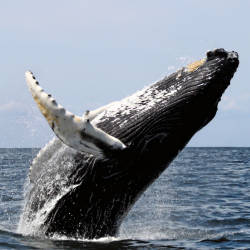 Some large whale species gradually rebounding