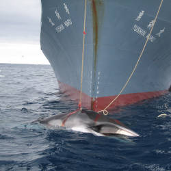 Norway, Iceland and Japan continue annual whale hunts