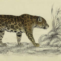 Jaguar On The Pampas, Constance Lindsay Skinner