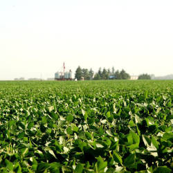 The Rapid Proliferation Of Soybeans