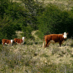 Efforts To Revitalize Grass-fed Beef In Argentina