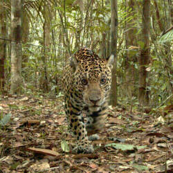 Reintroducing Jaguars In The Ibera Provincial Reserve