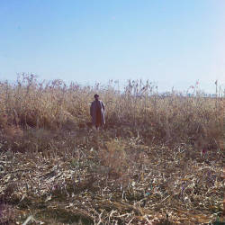 Farming On The Steppe, Mikhail Aleksandrovich Sholokhov