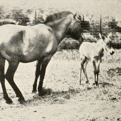 Takh (przewalski) Horse Goes Extinct In The Wild