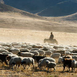 The Development Of Unsustainable Livestock On The Mongolian Steppe