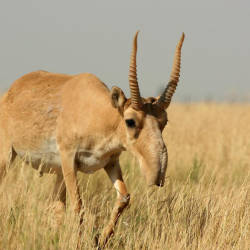 The Saiga Antelope Critically Endangered