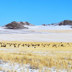 Early Spring On The Steppe, Galsan Tschinag