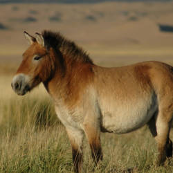 Przewalski’s Horses Back On The Russian Steppe