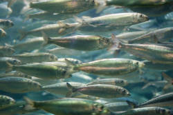 Herring Are Spawning In A Hudson River Tributary