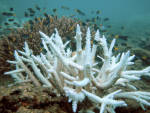 Ocean Acidification