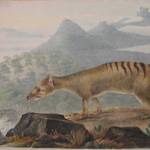 Thylacine