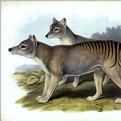 "Thylacine was the fiercest of the marsupials"