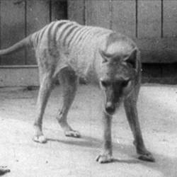 Last thylacine captured in Florentine Valley 