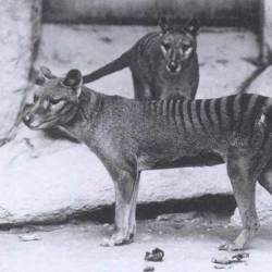 Thylacine "driven to wildest and most inaccessible parts of the island"