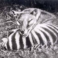 Thylacine given legal protection