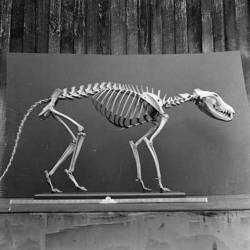 Last known thylacine dies