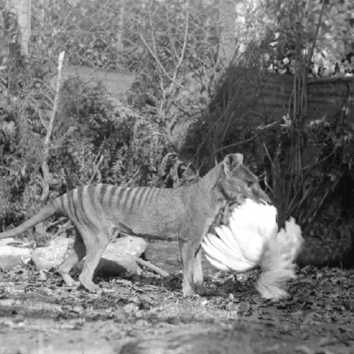 What is missing? | Call to save the thylacine