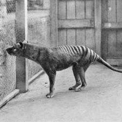 Thylacine extinct on international standards