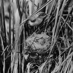 Laysan Millerbird