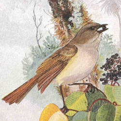 Moloka`i Thrush