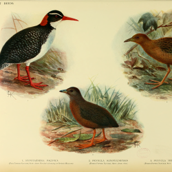 Native Bird Species, Lowell Dingus And Timothy Rowe