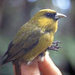 Birds Of Hawaii Vulnerable To Mosquitoes