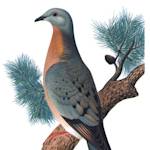 Passenger Pigeon