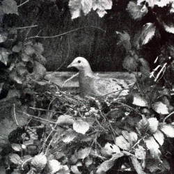 Last undisputed passenger pigeon taken in the wild