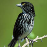 Dusky Seaside Sparrow