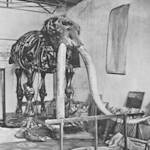 Quaternary Megafauna