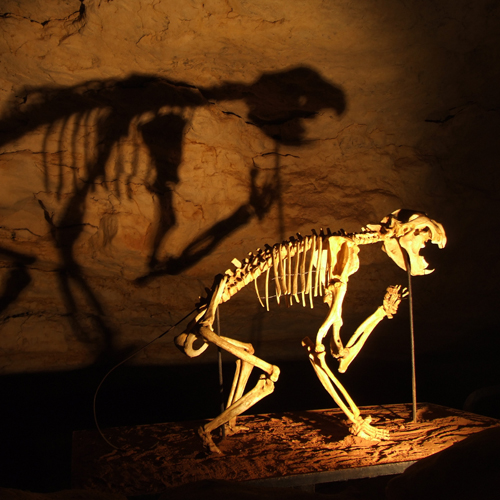 what-is-missing-australian-megafauna