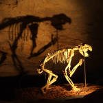 6th Mass Extinction Begins, Quaternary Megafauna